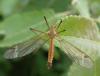 Tipula fascipennis